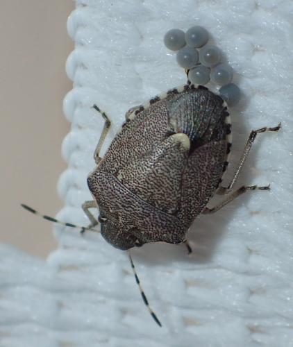 Holcostethus albipes